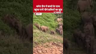 Umaria के Bandhavgarh Tiger Reserve के बमेरा डैम में बच्चों के साथ पहुंचा पानी पीने हाथियों का झुंड