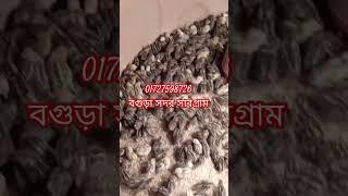 জাপানি কোয়েল পাখি পাওয়া যায় লোকেশন বগুড়া সদর 01727598726