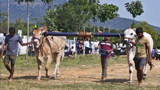 🔥❤️ కలసపాడు గ్రామం 6పళ్ళు విభాగం 7వ జత...🐂🐂