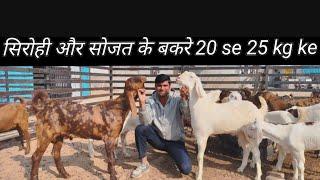 सिरोही  और सोजत के बकरे 20 se 30 kg ke(Farming vloge ) 9587508143