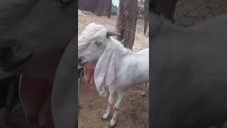 Hyderabadi bakra #sojat bakra #सोजत 🐐हैदराबादी मिक्स#video #goat #farm #animals 🐐