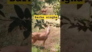 Ramnagar me dekh sunder sa barha singha | mini vlog |