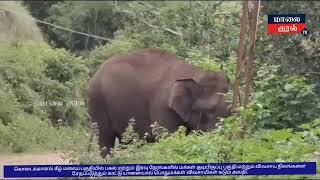 கொடைக்கானல் கீழ் மலைப்பகுதியில் பகல், இரவு நேரங்களில்  காட்டு யானையால் பொதுமக்கள்  கடும் அவதி .