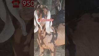 राजस्थानी सिरोही बकरियां नंबर वन क्वालिटी में #sirohibreed #sirohigoat #goatfarminglnindia # ajmer