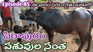 పిఠాపురం పశువుల సంత | Pithampur Buffalo Market | Pithampur Buffaloes Info #buffalo #info jainkisan