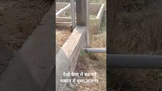 जनपद औरैया के गांव बेला में बंद पड़े मकान में घुसे दो अजगर। वीडियो हुआ वायरल