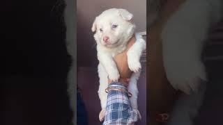 Pomerarian# Blue eyes male puppy#sort video pomerian #Haryana Ambala cantt