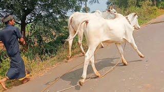 ఒంగోలు కోడెదూడ మరియు ఒంగోలు ఆవులు