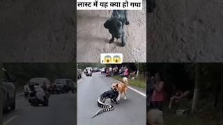 यह कौन सा जीव है अगर आपको पता हो तो कमेंट मेंबताएं # #animals #डग #