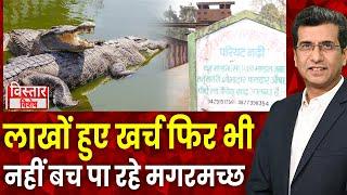 Jabalpur में फाइलों में दबी रह गयी Crocodile Sanctuary की योजना, मगरमच्छों को बचाना हो रहा मुश्किल