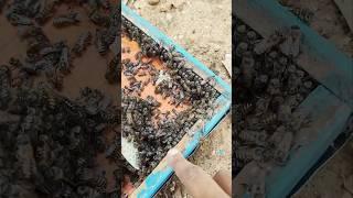 தேனி குடும்பத்துக்குள்ள இவ்வளவு விஷயம் இருக்கிறதா 🤔 | future nature | honey bee farm in tamilnadu