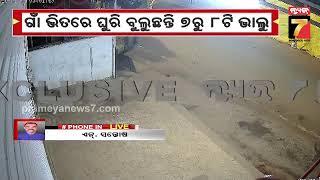 Big Breaking | Bear Terror in Kundura, Koraput | କୋରାପୁଟ ଜିଲ୍ଲା କୁନ୍ଦୁରାରେ ଭାଲୁ ଆତଙ୍କ | PrameyaNews7