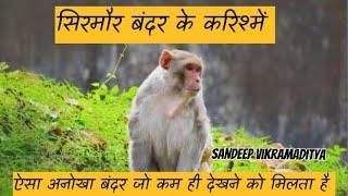 सिरमौर बंदर !! Funny & Genious Monkey !! - Sandeep Vikramaditya