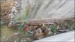 मंडावर के आस पास दिखा टाइगर 🐅 //सभी सावधान रहें//टाइगर 🐅 ने कई लोगों को किया घायल