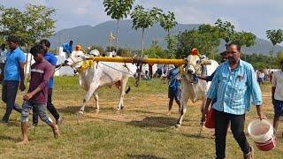 🔥❤️ కలసపాడు గ్రామం 6పళ్ళు విభాగం 2వ జత SSR BULLS...🐂🐂