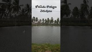 కోనసీమ రొయ్యల చెరువులు 🦐