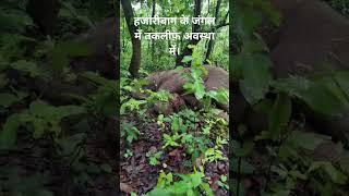 hazaribagh# में देखा#चुरचू जंगल जगदम्बा को # short viral video #