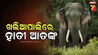 Elephant Terror in Khaliapali, Balangir |  ବଲାଙ୍ଗୀର ଖଲିଆପାଲିରେ ହାତୀ ଆତଙ୍କ | PrameyaNews7