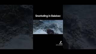 Snorkelling in Balabac - full video in bio