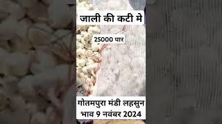 गोतमपुरा मंडी लहसुन भाव 9 नवंबर 2024