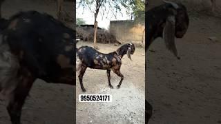 #goat कसी बकरा सिरोही #goatfarmingkarnekatarika #goatfarminglnindia 9950524171