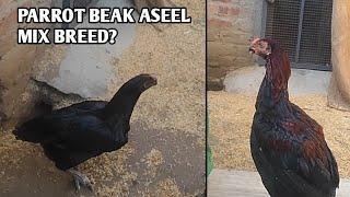 Parrot Beak Aseel and Aseel di Mix Breed to bacho Amritsar Punjab