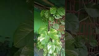 আমাৰ ফুলনি বাৰি খন# flower garden video# Assamese