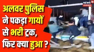 Alwar News: पुलिस ने पकड़ा गायों से भरी ट्रक | Latest News | Rajasthan News | Cow Crime | Top News