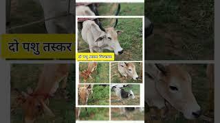 नावा बाजार चनेया से दो #पशु तस्कर #गिरफ्तार || 10 बैल बरामद || Bhola Prasad and kameshwar choudhary