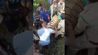 बाघ का rescue कसडोल मे आया बाघ पकडा गया