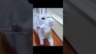 Ini si Kucing kecil mau dibawa kemana??!🤔.jangan lupa subscribe