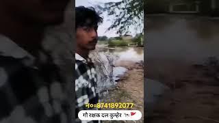 गौ रक्षक दल कुम्हेर #shorts #shortvideo #shortsviral #shortsfeed #