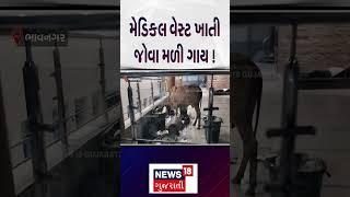 Cow eating medical waste: મેડિકલ વેસ્ટ ખાતી જોવા મળી ગાય! | Bhavnagar | Hospital | N18S |