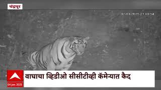 Chandrapur Tiger CCTV : चंद्रपूरच्या नांदगावजवळ कोळसा खाणीत वाघाचा वावर