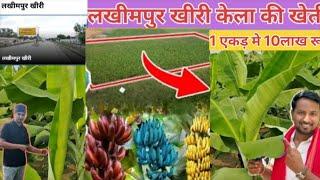 केला की खेती!सम्पूर्ण जानकारी लाखो का मुनाफा//लखीमपुर खीरी farming #trending #agriculture 👆🍌