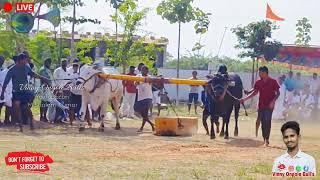 🔥❤️ కలసపాడు గ్రామం 6పళ్ళు విభాగం 9వ జత...🐂🐂