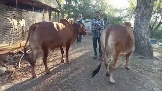 सुप्रसिद्ध बैल बाजार लोणार सरोवर गावरान बैल जोडी विक्री आहे