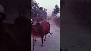 गौशाला पंचवटी धाम पलवल