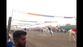 Chetak Festival Sarangkheda Nandurbar Maharashtra || चेतक फेस्टिवल सारंगखेडा जि. नंदूरबार महाराष्ट्र