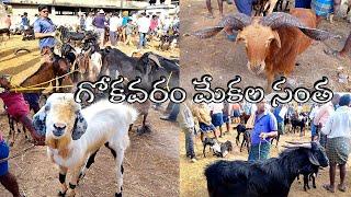 గోకవరం మేకల సంత/Gokavaram goat &sheep market