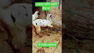 यादव बकरी फ़ार्म जौनपुर बदलापुर गाभिन बकरी उपलब्ध मो 9082293954