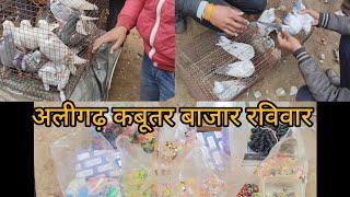 अलीगढ़ कबूतर बाज़ार aligarh pigeon market