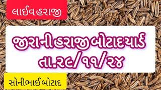 તા.૨૯/૧૧/૨૪|જીરાની હરાજી|jirani haraji|jiru|Botad| yard|