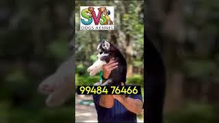 🐶 SVS dog and puppy🐕‍🦺 kennel nizamabad🦮 Telangana 🐕....