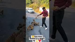 मैनपाट में बंदरों केसाथ मस्ती