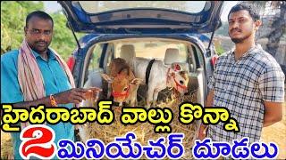 మినియేచర్ ఆవులు అమ్మబడును | 7993104742 | #RK_PUNGANURCOWS at Rajahmundry