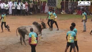 சிவகங்கை மாவட்டம் NNK நவனி நண்பர்கள் சார்பாக நடத்தும் மாபெரும் மஞ்சுவிரட்டு திருவிழா 2024