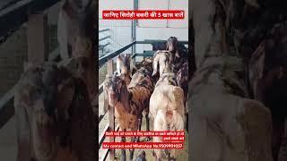 ₹10,000सिरोही बकरियां/#How to #start #goat #farming AskGoatFarmPvtLtdRajasthan