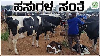 ಹಸುಗಳ ಸಂತೆ | Hasugala Santhe | Cow Market | Agriculture | Krushi | Kolar | Nam Baduku | Karnataka