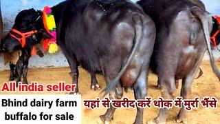 Bhind Pashu dairy farm | मुर्रा भैंसे थोक में खरीद करें | buffalo All India sale | buffalo price